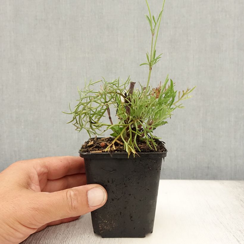 Exemplar von Gelbe Skabiose - Scabiosa ochroleuca Kleine Töpfe von 8/9 cm wie im Sommer geliefert