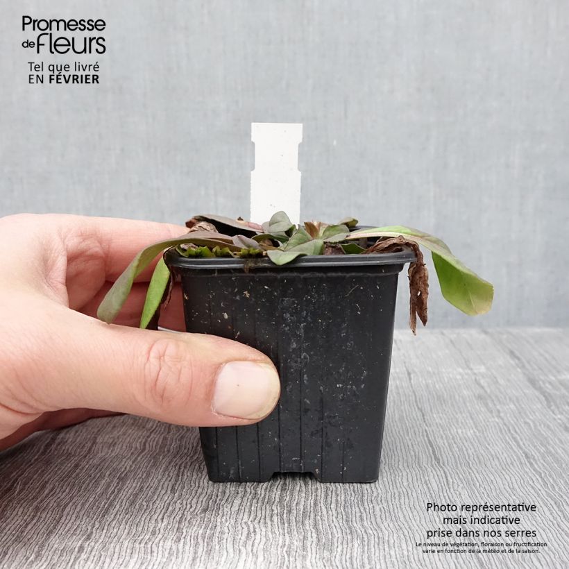 Exemplar von Graue Skabiose - Scabiosa canescens Kleine Töpfe von 8/9 cm wie im Winter geliefert