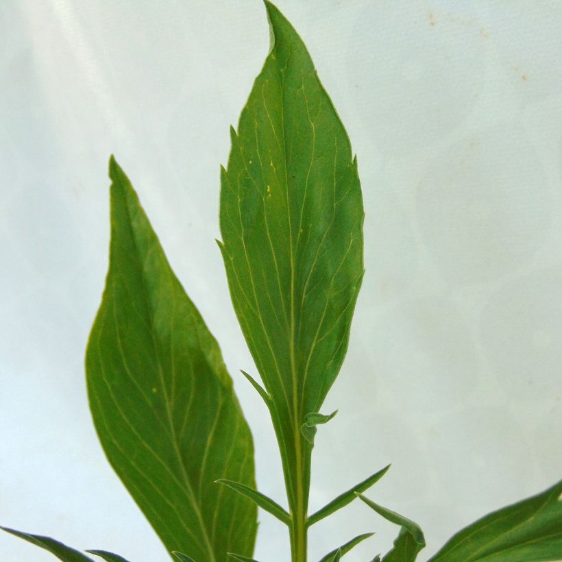 Samt-Skabiose Cherry Vanilla Scoop - Scabiosa atropurpurea (Foliage)