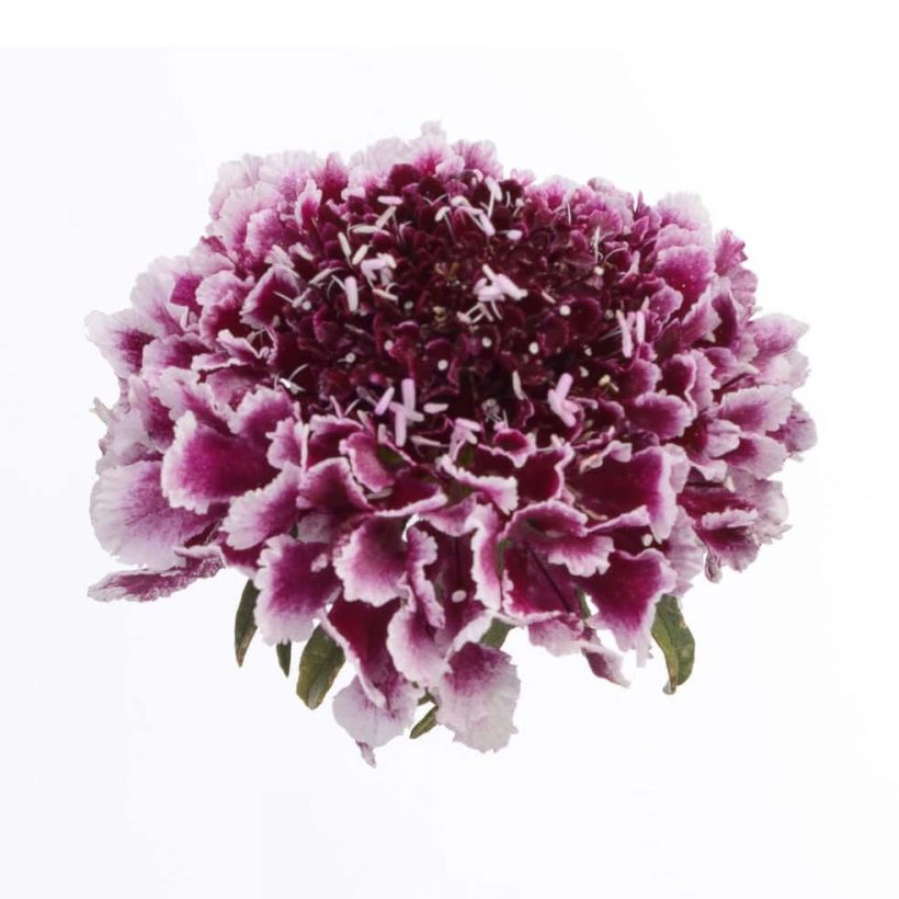 Samt-Skabiose Cherry Vanilla Scoop - Scabiosa atropurpurea (Flowering)