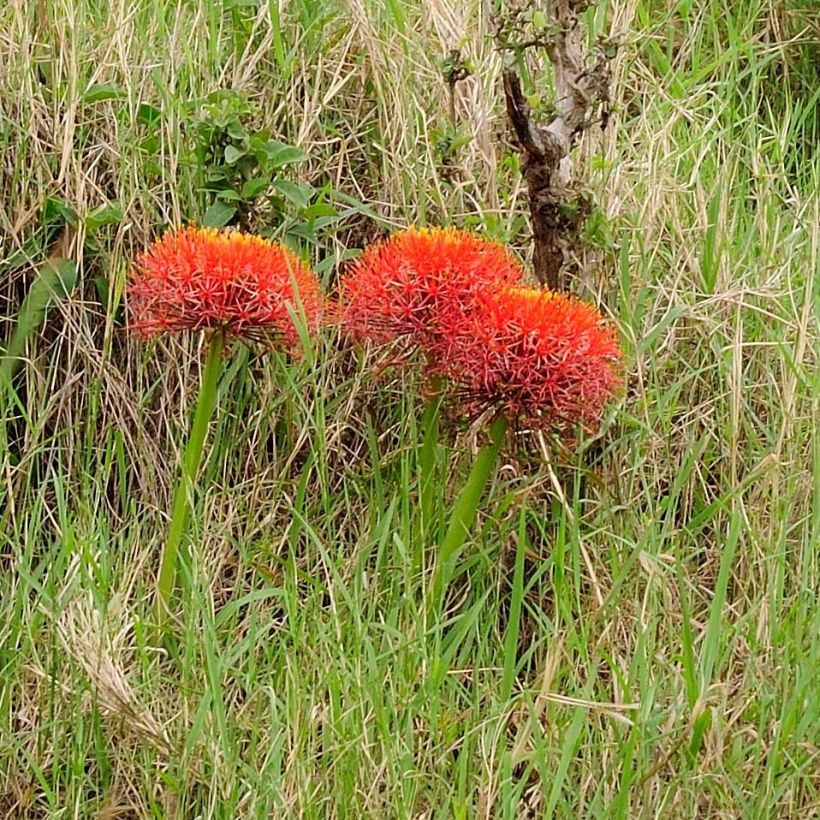 Scadoxus multiflorus subsp multiflorus - Blutblume (Plant habit)