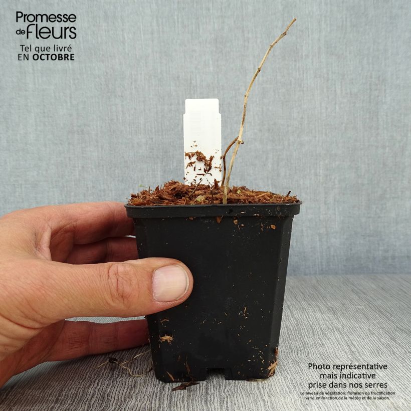 Example of Polygonatum falcatum Variegatum - Weißwurz Kleine Töpfe von 8/9 cm as you get in automne