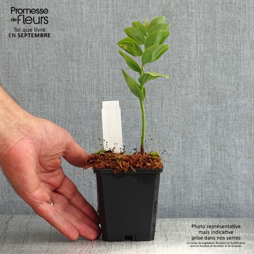 Example of Polygonatum commutatum - Großes Salomonssiegel Kleine Töpfe von 8/9 cm as you get in ete