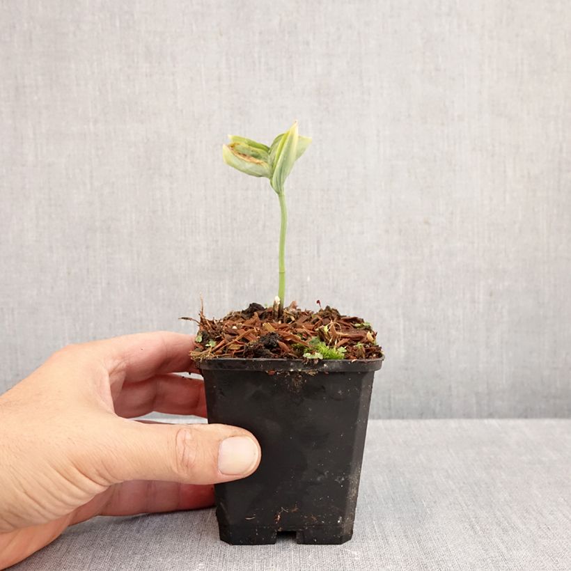 Exemplar von Polygonatum odoratum - Weißwurz Kleine Töpfe von 8/9 cm wie im Herbst geliefert