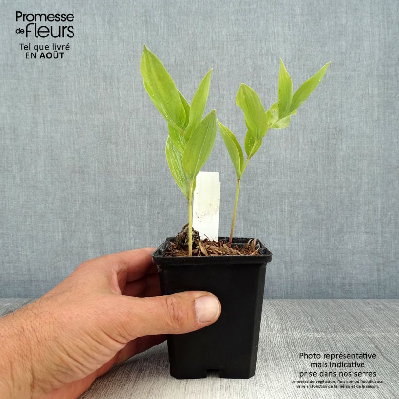 Example of Polygonatum odoratum - Weißwurz Kleine Töpfe von 8/9 cm as you get in ete