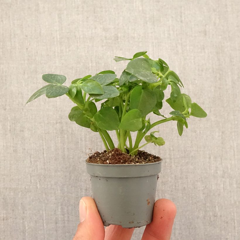 Example of Schefflera arboricola - Kleine Strahlenaralie Mini-plante as you get in printemps