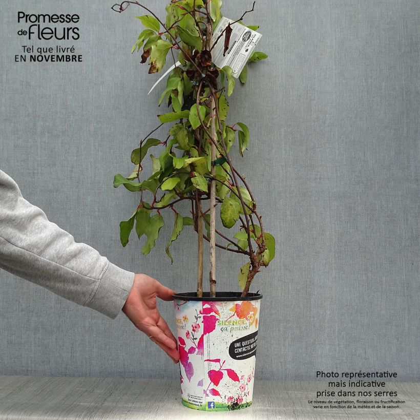 Example of Schisandra rubriflora - Rotblühendes Spaltkölbchen Topf mit 4L/5L as you get in automne
