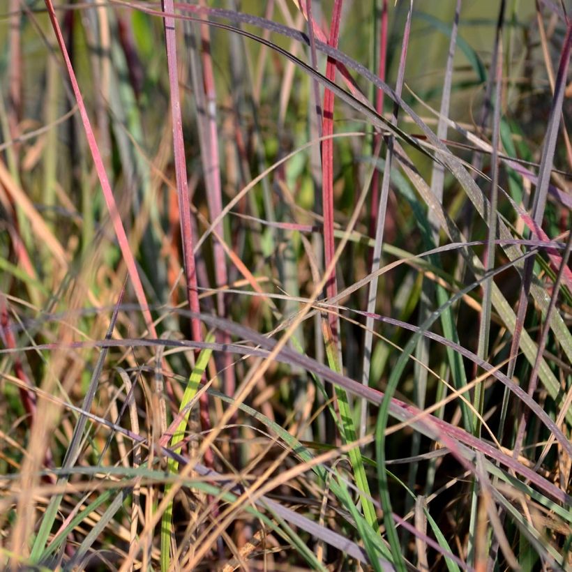 Schizachyrium scoparium Blue Heaven - Blaugraues Präriegras (Foliage)