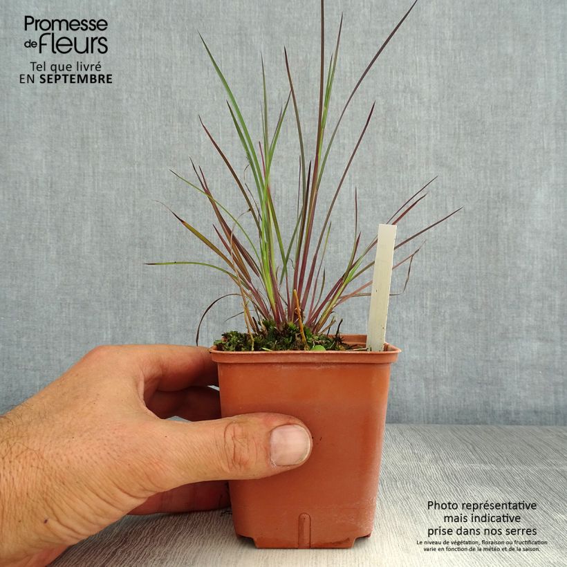 Example of Schizachyrium scoparium Blue Heaven - Blaugraues Präriegras Kleine Töpfe von 8/9 cm as you get in ete