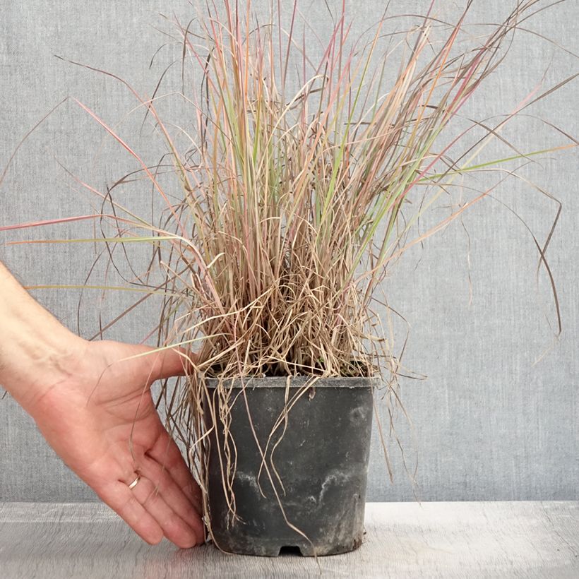 Example of Schizachyrium scoparium Blue Heaven - Blaugraues Präriegras Topf mit 2L/3L as you get in automne