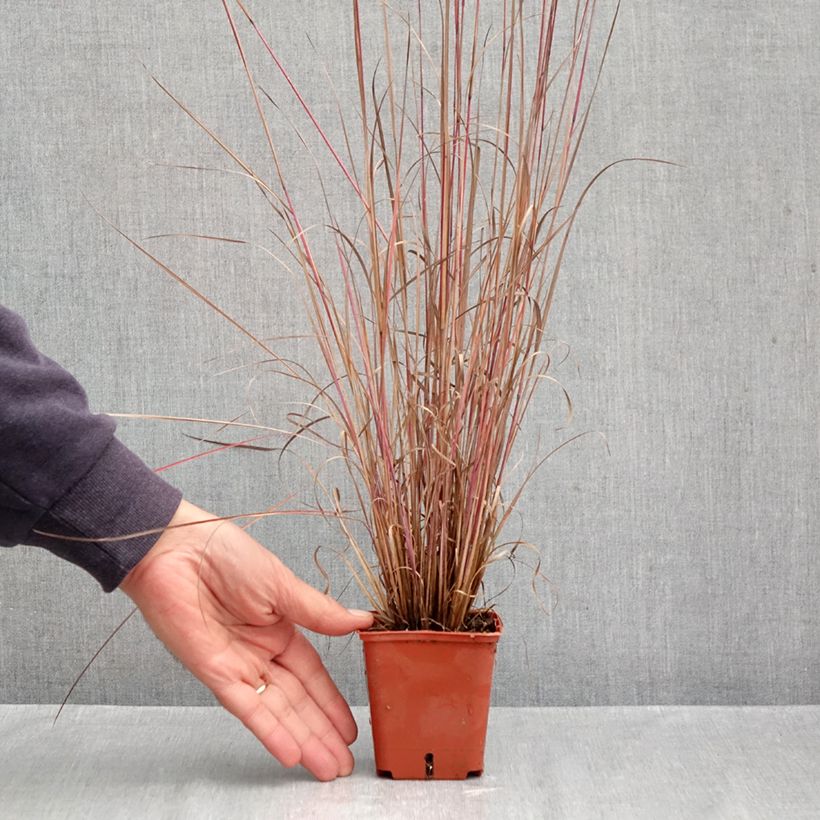Exemplar von Schizachyrium scoparium Blue Heaven - Blaugraues Präriegras Kleine Töpfe von 8/9 cm wie im Herbst geliefert