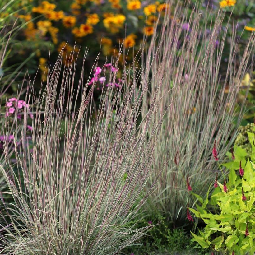 Schizachyrium scoparium Chameleon - Blaugraues Präriegras (Foliage)