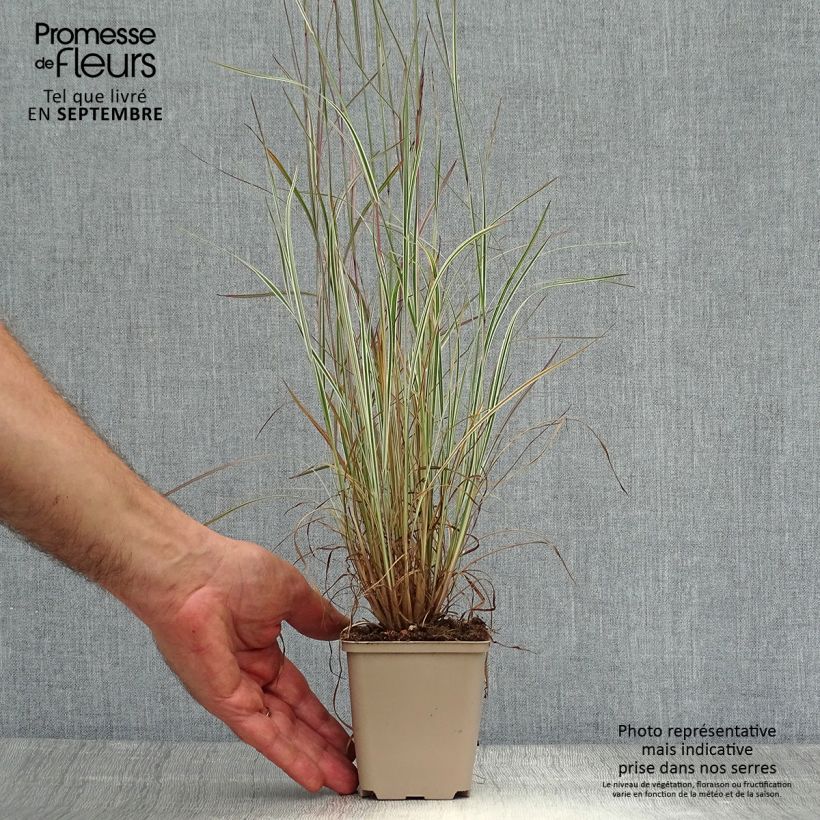 Example of Schizachyrium scoparium Chameleon - Blaugraues Präriegras Kleine Töpfe von 8/9 cm as you get in automne