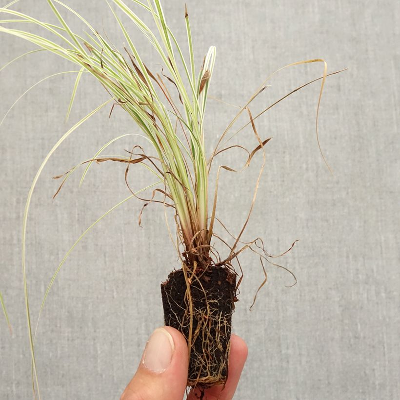 Example of Schizachyrium scoparium Chameleon - Blaugraues Präriegras Mini-Plug Ø 3/4 cm as you get in automne