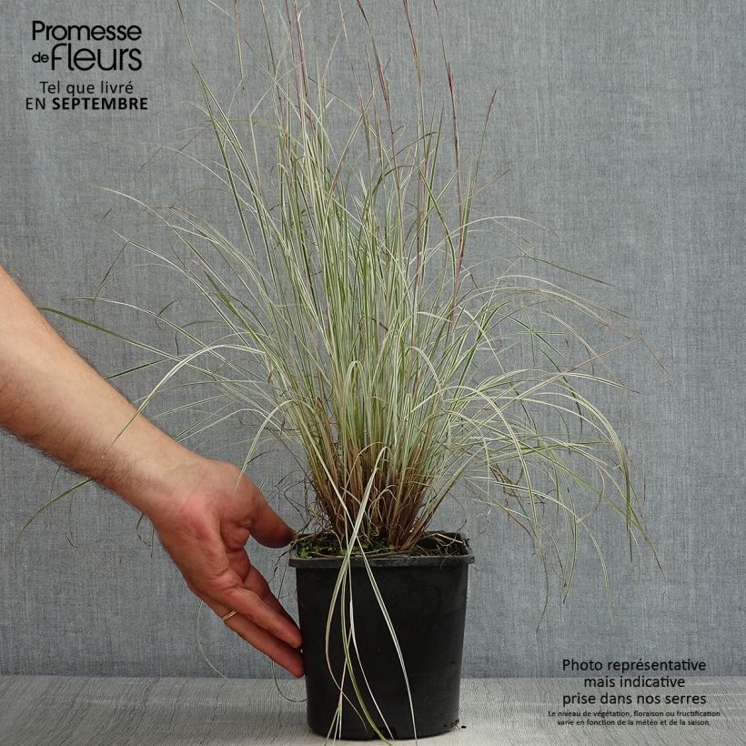 Example of Schizachyrium scoparium Chameleon - Blaugraues Präriegras Topf mit 2L/3L as you get in ete