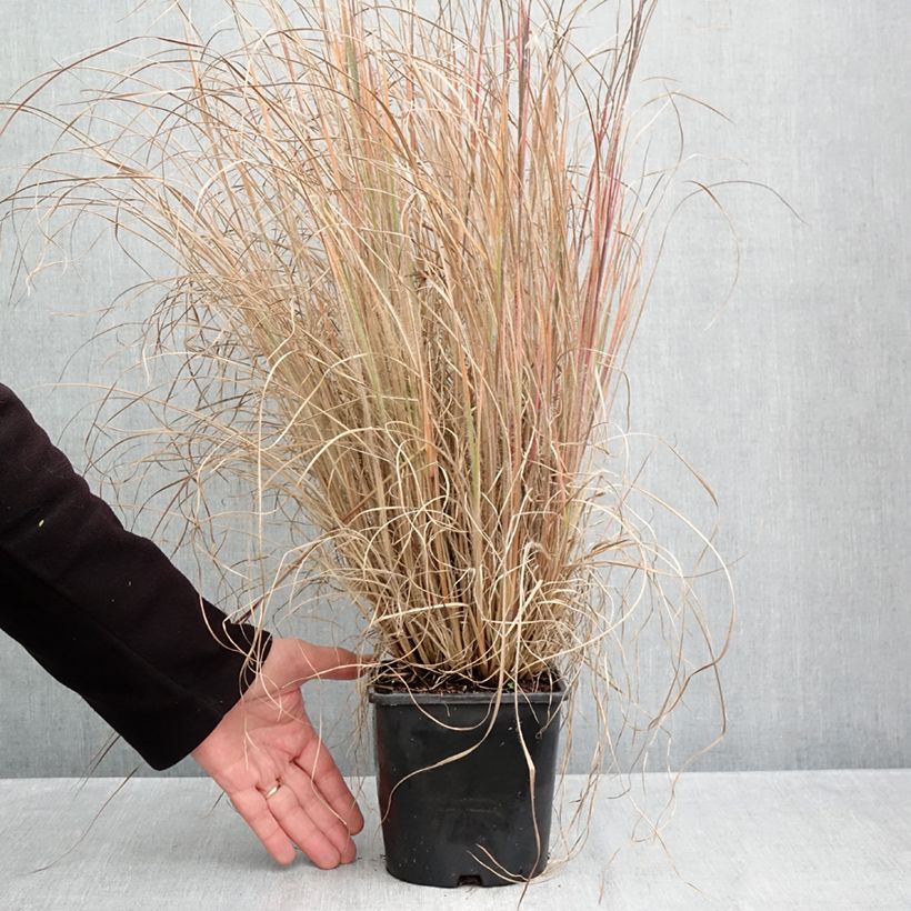 Exemplar von Schizachyrium scoparium Ha Ha Tonka - Blaugraues Präriegras Topf mit 2L/3L wie im Herbst geliefert