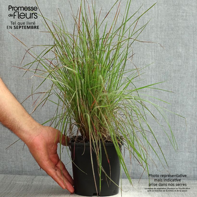 Example of Schizachyrium scoparium Ha Ha Tonka - Blaugraues Präriegras Topf mit 2L/3L as you get in ete