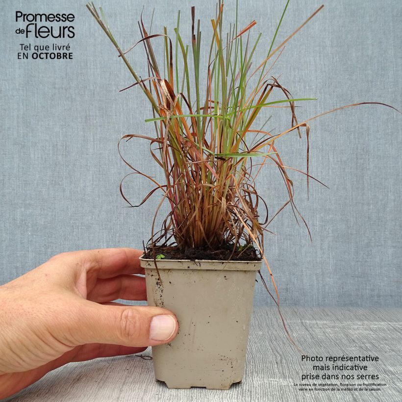Example of Schizachyrium scoparium Prairie Blues - Blaugraues Präriegras Kleine Töpfe von 8/9 cm as you get in automne