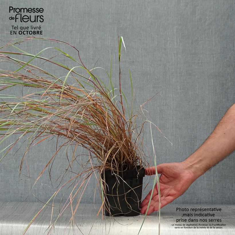 Example of Schizachyrium scoparium Prairie Blues - Blaugraues Präriegras Topf mit 2L/3L as you get in automne