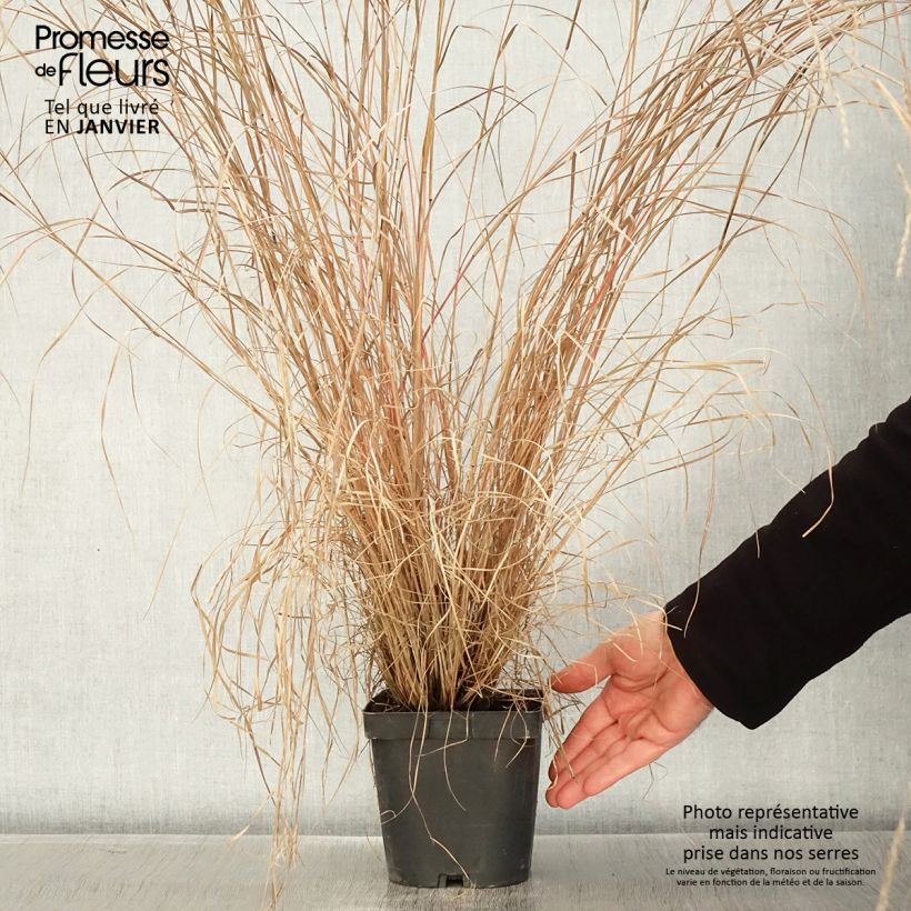 Exemplar von Schizachyrium scoparium Prairie Blues - Blaugraues Präriegras Topf mit 2L/3L wie im Winter geliefert