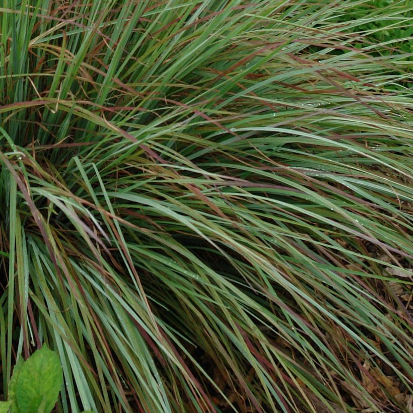 Schizachyrium scoparium Standing Ovation - Blaugraues Präriegras (Foliage)