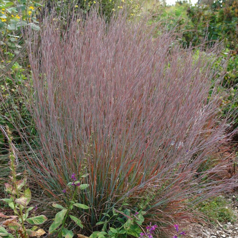 Schizachyrium scoparium Standing Ovation - Blaugraues Präriegras (Plant habit)