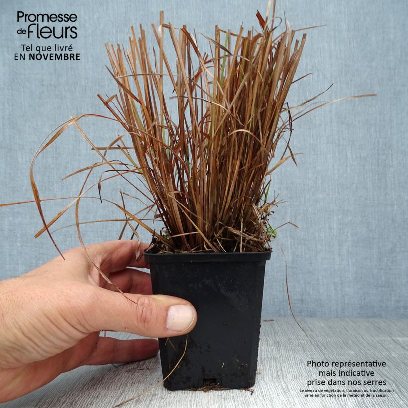 Example of Schizachyrium scoparium Standing Ovation - Blaugraues Präriegras Kleine Töpfe von 8/9 cm as you get in automne