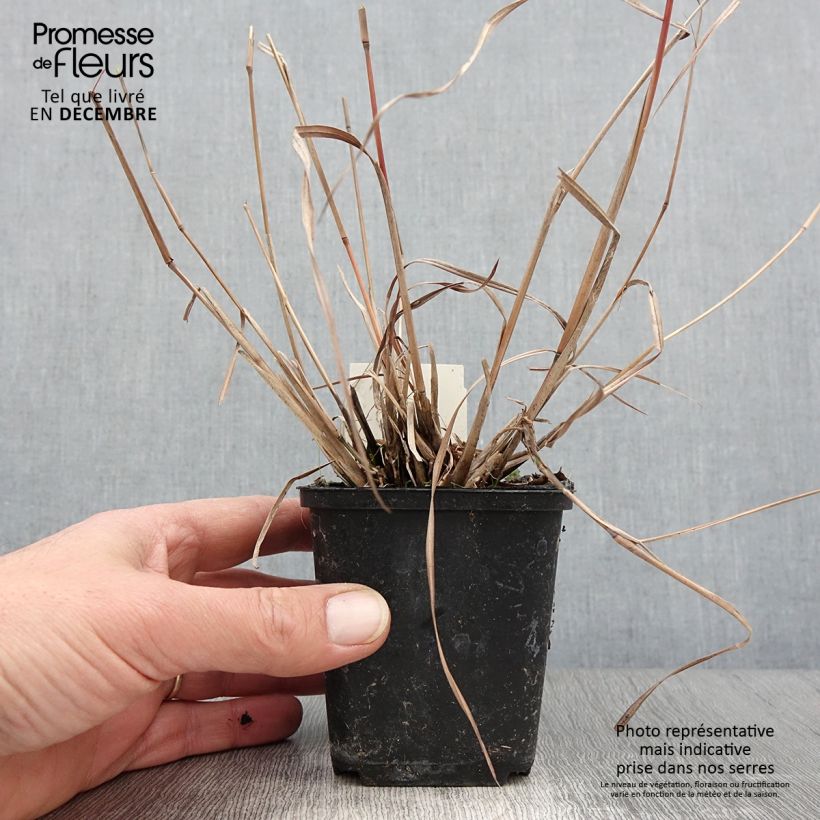 Example of Schizachyrium scoparium Wild West - Blaugraues Präriegras Kleine Töpfe von 8/9 cm as you get in automne