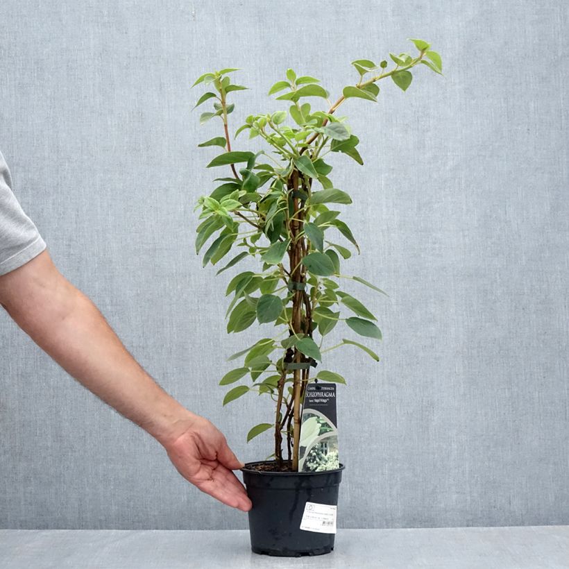 Exemplar von Schizophragma fauriei Angel Wings - Spalthortensie Topf mit 2L/3L wie im Sommer geliefert