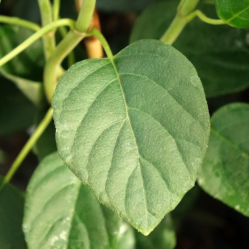 Schizophragma fauriei Angel Wings - Spalthortensie (Foliage)