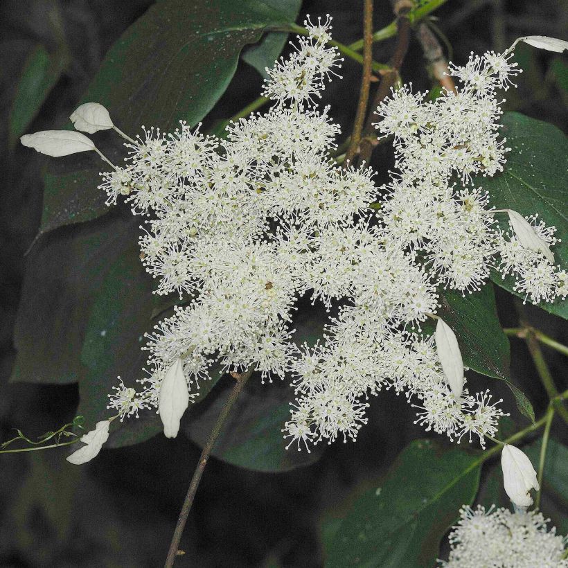 Schizophragma fauriei Angel Wings - Spalthortensie (Flowering)