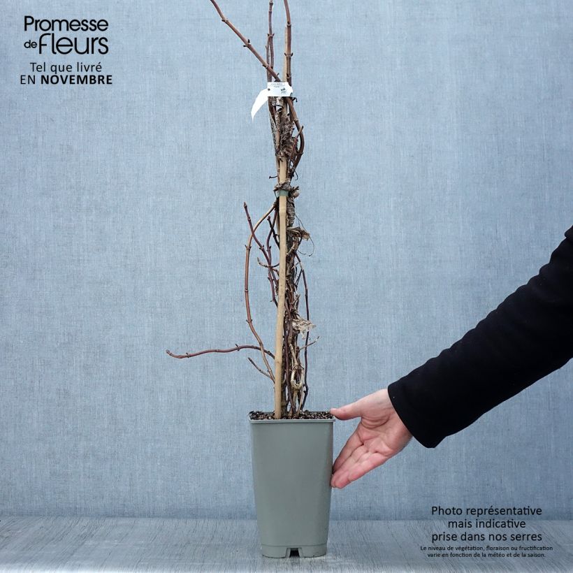 Example of Schizophragma hydrangeoides Burst of Light - Spalthortensie Topf mit 2L/3L as you get in automne