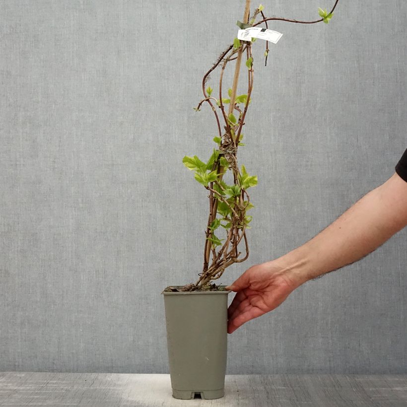 Exemplar von Schizophragma hydrangeoides Burst of Light - Spalthortensie Topf mit 2L/3L wie im Frühjahr geliefert