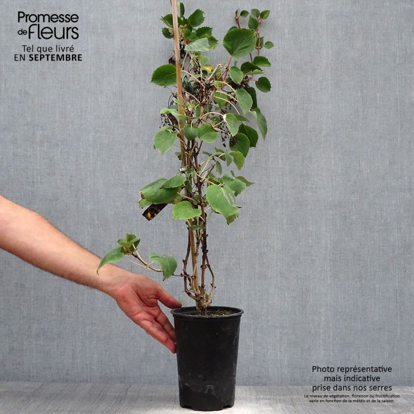 Example of Schizophragma hydrangeoides - Spalthortensie Topf mit 2L/3L as you get in automne