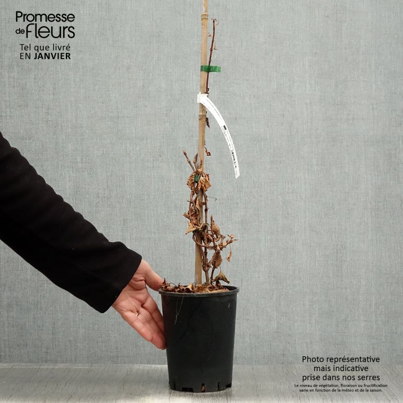 Exemplar von Schizophragma hydrangeoides - Spalthortensie Topf mit 2L/3L wie im Winter geliefert