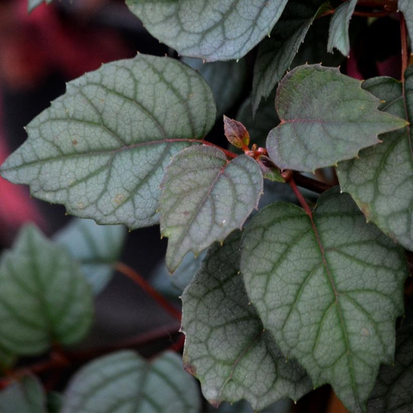 Schizophragma hydrangeoïdes Moonlight - Spalthortensie (Foliage)