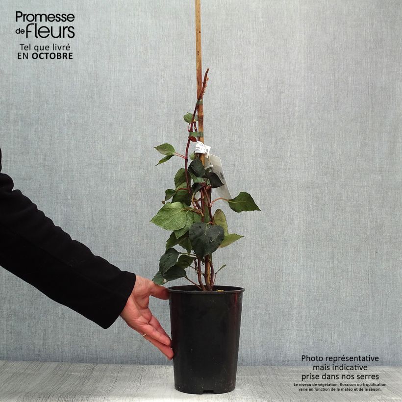 Example of Schizophragma hydrangeoides Rose Sensation - Spalthortensie Topf mit 2L/3L as you get in automne