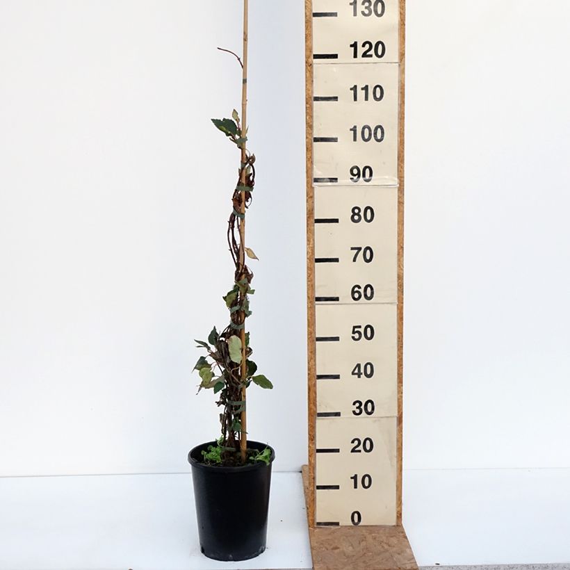 Exemplar von Schizophragma hydrangeoides Rose Sensation - Spalthortensie Topf mit 6L/7L wie im Herbst geliefert