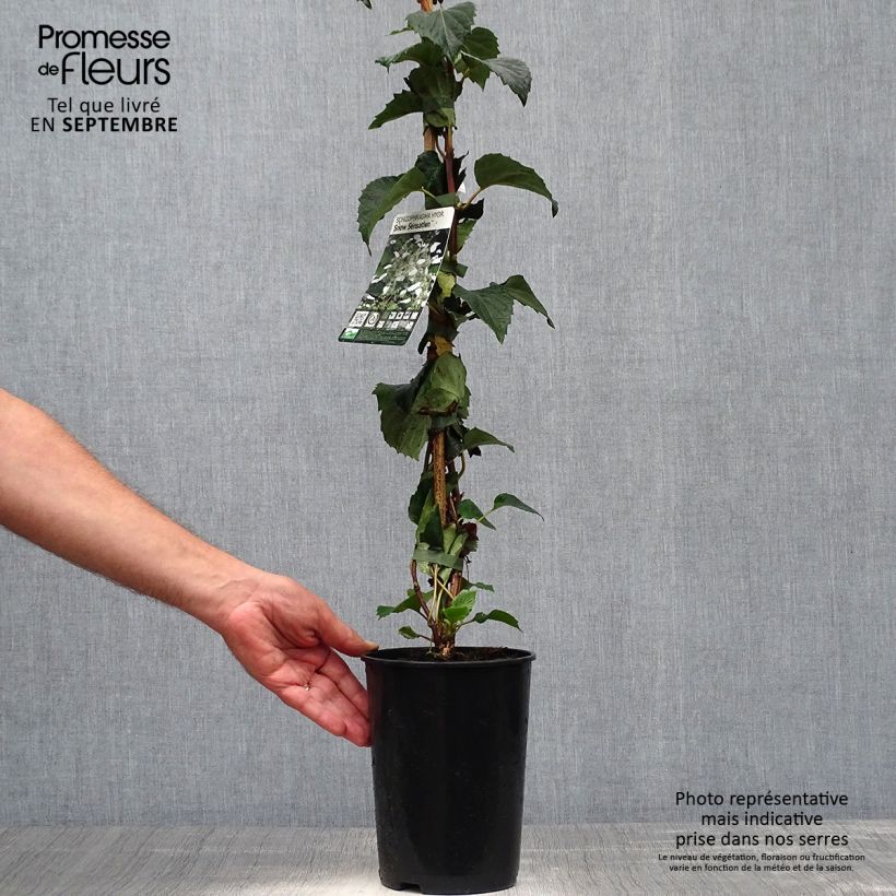 Example of Schizophragma hydrangeoides Snow Sensation - Spalthortensie Topf mit 3L/4L as you get in automne
