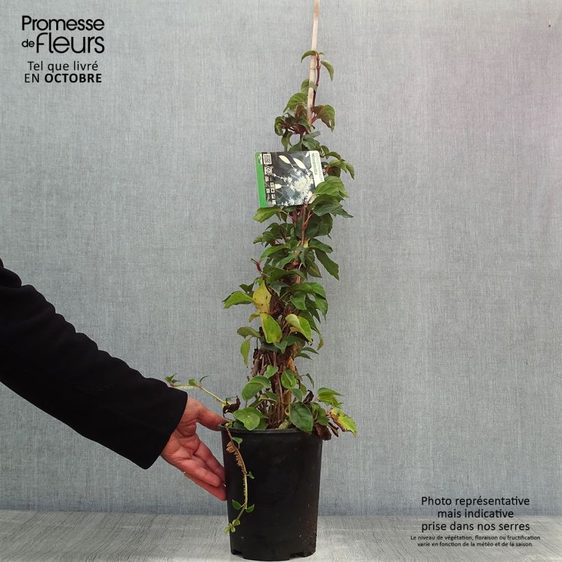 Example of Schizophragma hydrangeoides Windmills - Spalthortensie Topf mit 2L/3L as you get in automne