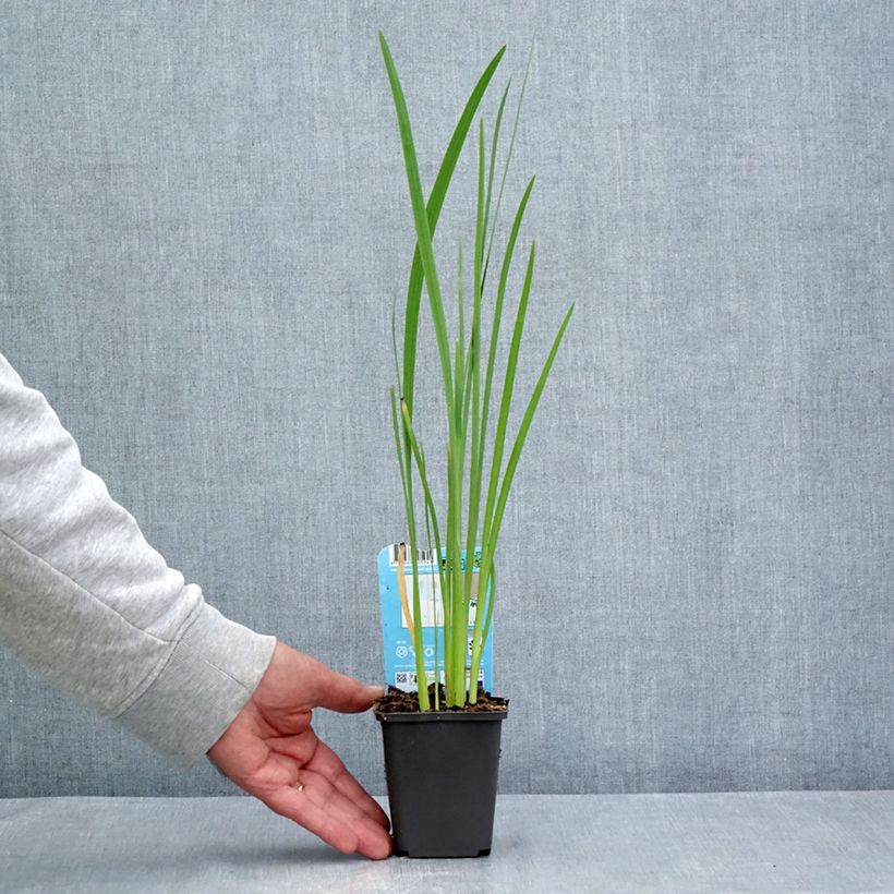 Example of Schizostylis coccinea - Spaltgriffel Kleine Töpfe von 8/9 cm as you get in ete