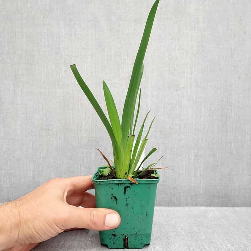 Exemplar von Schizostylis coccinea Rosea - Spaltgriffel Kleine Töpfe von 8/9 cm wie im Herbst geliefert