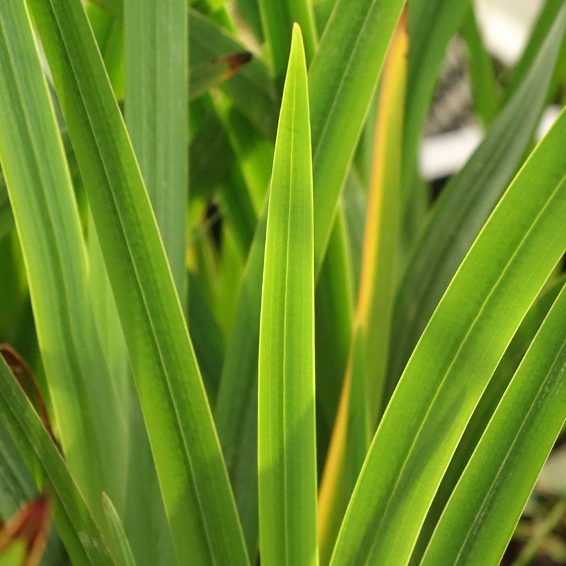 Schizostylis coccinea Rosea - Spaltgriffel (Foliage)