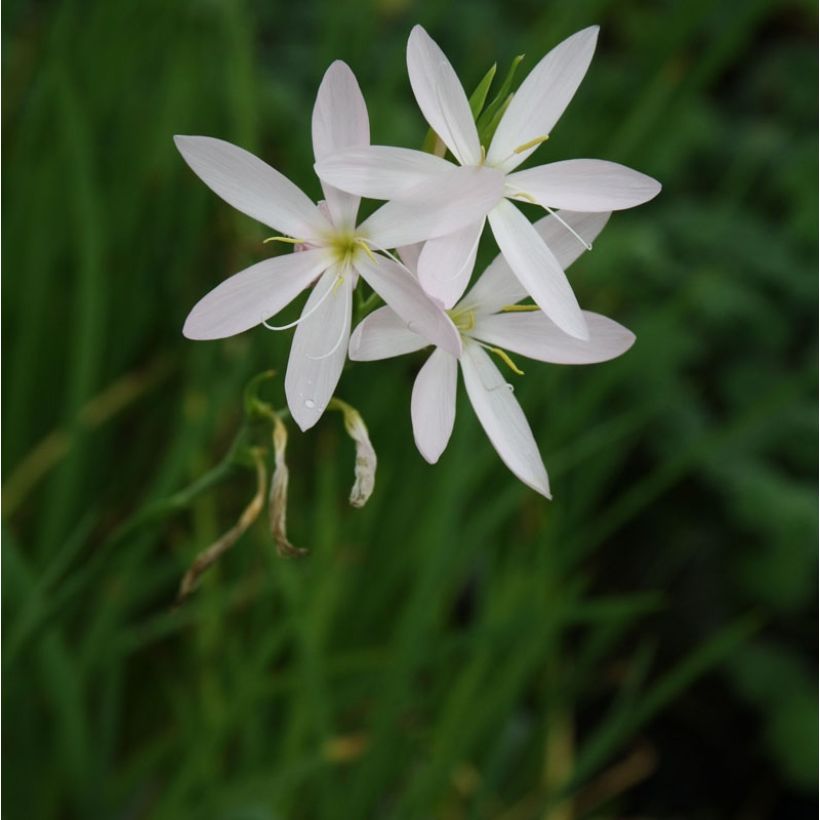 Schizostylis coccinea Alba - Spaltgriffel (Plant habit)
