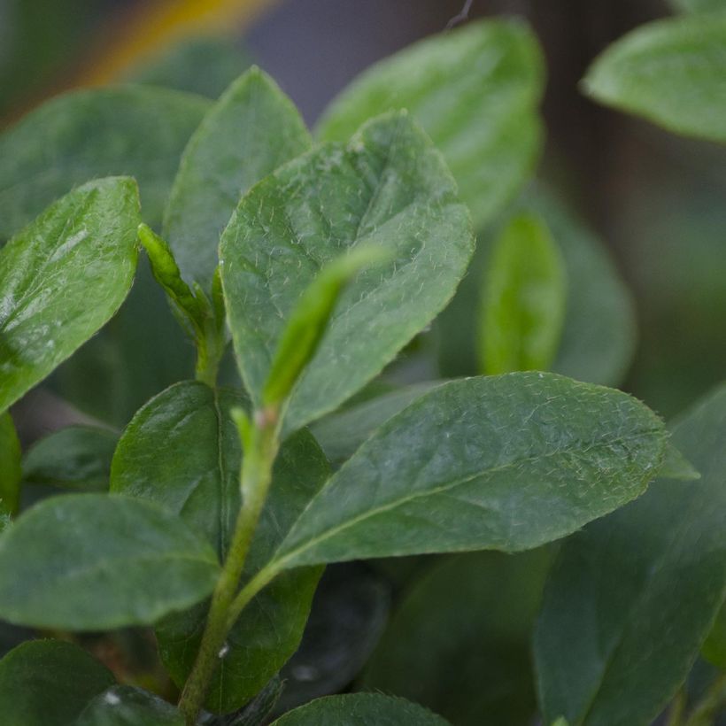 Japanische Azalee Schneewittchen - Azalea (Foliage)