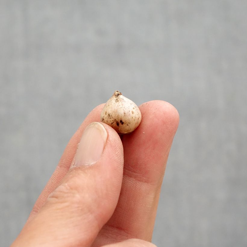 Exemplar von Scilla bifolia Rosea - Meerzwiebel Zwiebel Kaliber/Größe 4+ wie im Frühjahr geliefert