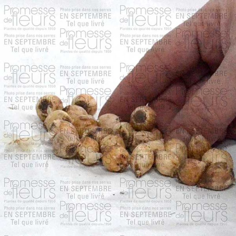 Example of Scilla bifolia - Meerzwiebel Zwiebel size 4+ as you get