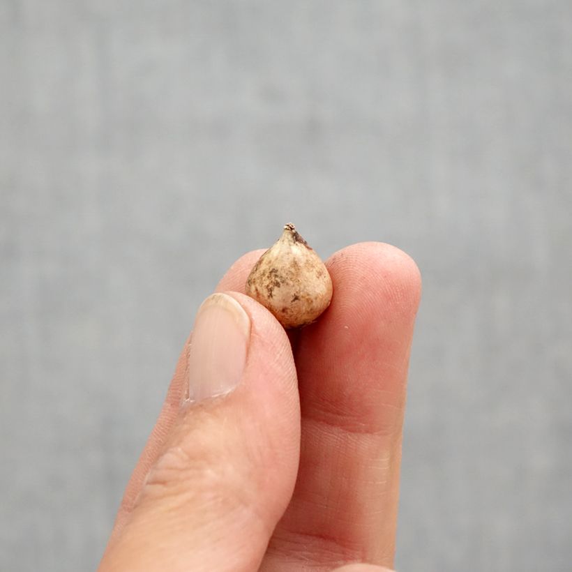 Exemplar von Scilla bifolia - Meerzwiebel Zwiebel Kaliber/Größe 4+ wie im Frühjahr geliefert