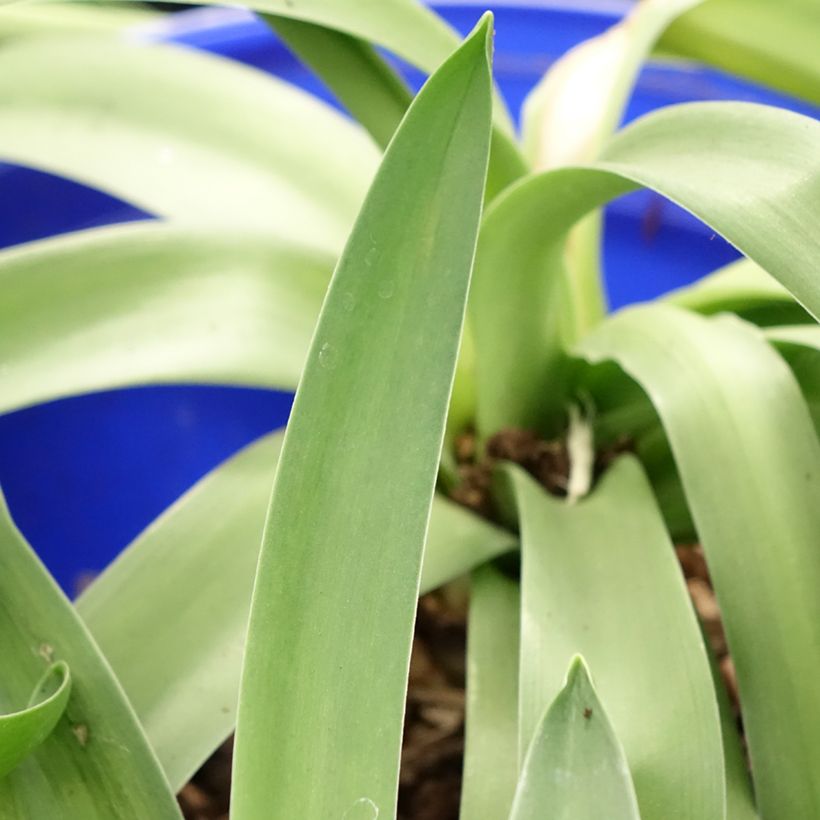 Scilla peruviana - Meerzwiebel (Foliage)