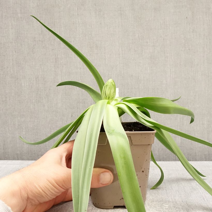 Exemplar von Scilla peruviana - Meerzwiebel Topf 12 cm / 13 cm Kaliber/Größe 16/18 wie im Frühjahr geliefert